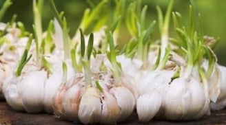Gừng, hành, tỏi mọc mầm có ăn được không? Cận Tết nhất định phải biết