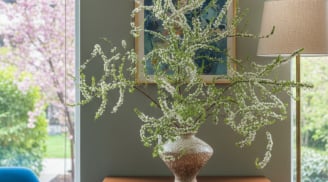 Sai lầm “kinh điển” khi thay nước khiến tuyết mai nhanh tàn: Sửa đúng một chi tiết, hoa tươi bền tới 2 tuần