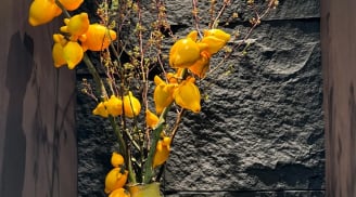 Tết này, nhà bạn hãy sắm thêm cây cảnh có quả vàng óng này, để 'ngũ phúc lâm môn', tiền vào đầy nhà