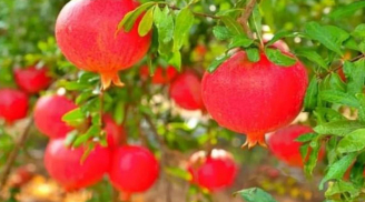 Đĩa trái cây đặt bên trái hay bên phải bàn thờ mới đúng? Nhiều gia đình làm sai khiến tài lộc khó vào