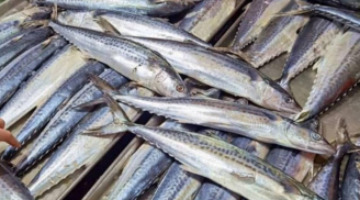 3 loại cá bổ dưỡng bậc nhất, không phải cá diếc hay cá chép: Giúp tăng trí não, nâng cao sức đề kháng