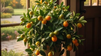 5 cây cảnh “hoa tài lộc” nên đặt trong nhà: Vừa đẹp không gian, vừa hút may mắn và tiền bạc