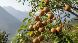 Ít người biết Lai Châu có loại quả được xếp hạng “tốt nhất thế giới”, nay thành đặc sản giá 40.000 đồng/kg