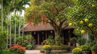 Người xưa dặn 3 loại cây trồng trước nhà mang lại may mắn cho nhiều thế hệ, gia đạo vững bền