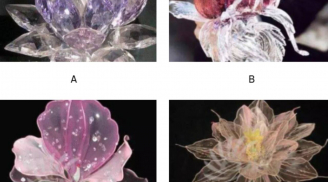 Trắc nghiệm tâm lý: Bông hoa may mắn nào bạn muốn mang về nhà? Lựa chọn hé lộ điều bạn đang chờ đợi