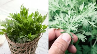 Cách dùng ngải cứu tăng tuần hoàn máu não, làm ấm tử cung, phụ nữ nhất định phải biết