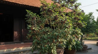 Năm Bính Ngọ nên tránh trồng 3 loại cây này để hạn chế xui rủi, giữ vận khí ổn định