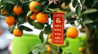 Những loại cây nên chưng trong nhà dịp Tết: Hút tài lộc, gọi may mắn suốt cả năm