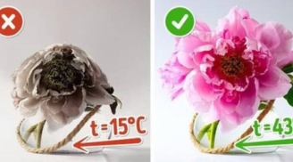 Bí quyết chăm hoa nở đúng Tết 2026: Nhanh bung nụ, lâu tàn, sắc rực rỡ