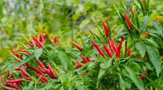 Trồng cây ớt trước nhà có tốt không? Gia chủ đón may mắn hay rước điều xấu?