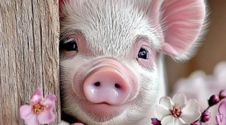 Cơ hội 'ngàn năm có một' trước 29 Tết: 3 tuổi có thể nhận lời mời cực tốt, nhưng chớ vội gật đầu