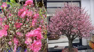 Mẹo giữ hoa đào nở đúng dịp Tết, lâu rụng cánh