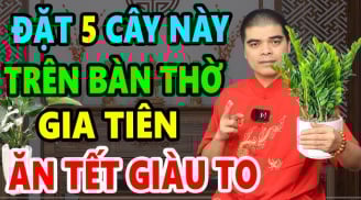 5 loại cây trồng trên trong nhà hút tài lộc giàu có trọn đời