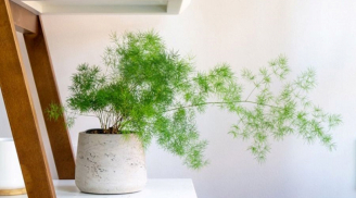 Người mệnh Thủy năm 2026 hợp trồng 5 loại cây này, để đón tài lộc và 'tiền vào như nước'