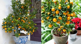 Vị trí đặt cây quất ngày Tết giúp kích hoạt tài lộc, gia chủ vượng phát cả năm