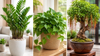 3 loại cây càng để lâu càng tụ tài: Trồng một lần, lộc vào bền bỉ