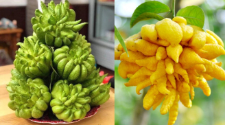 Chọn Phật Thủ thắp hương Tết nên lấy loại màu xanh hay màu vàng? Mua đúng loại để cả năm thịnh vượng