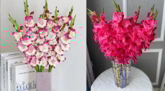 Mẹo tuốt lá, ngắt đọt giúp hoa lay ơn (hoa dơn) nở đều tăm tắp, hết Tết vẫn tươi rói