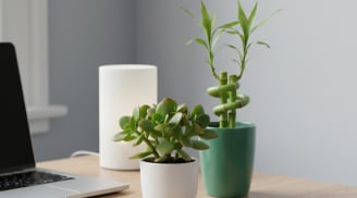 Tết Bính Ngọ bày 5 cây này trong nhà: Tài lộc tự tìm đến, làm ăn hanh thông cả năm