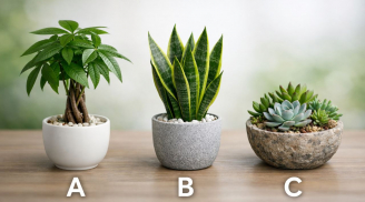 Quiz: Chọn 1 chậu cây bạn thích nhất để biết tiền bạc năm Bính Ngọ sẽ đi theo hướng nào