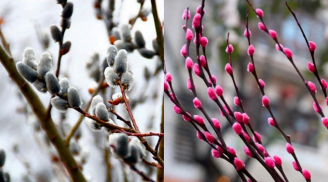 Tết chưng hoa gì để may mắn? Các loại hoa rước tài lộc, mang lại bình an năm 2026