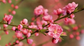 Đầu năm gặp 5 điều này, báo hiệu năm Bính Ngọ 2026 gặp điềm lành, lộc nhiều không dứt