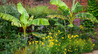 Năm Bính Ngọ 2026, tránh trồng 3 loại cây này trước cửa nhà