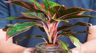 5 loại cây cảnh nghe tên đã thấy giàu, đặt bàn thờ ngày Tết hút tài lộc cực mạnh