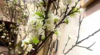 Sau Tết Nguyên đán 2026: Hoa lê lên ngôi, chơi bền 2 tháng vẫn trắng tinh khôi, càng cắm càng sang