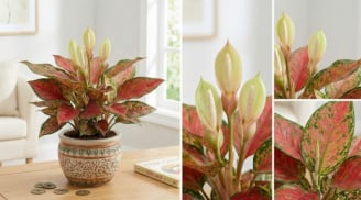 3 loài cây nở hoa báo hiệu điềm lành: Trong nhà sắp phát tài giàu có