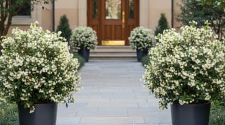 Trồng cây trước cửa nhà: 5 loài cây hút tài lộc, giữ bình an được nhiều gia đình Việt lựa chọn