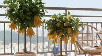 5 loại cây trồng trong nhà hút tài lộc, mang may mắn và sung túc năm 2026