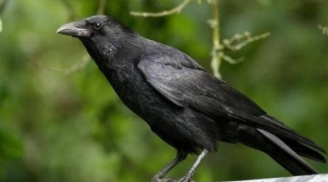 Con cái hỗn hào phải làm sao? Áp dụng ngay “Luật Quạ” – phương pháp dạy con văn minh nhưng đầy quyền uy