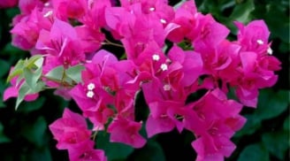 Hoa giấy có 6 loại phổ biến, nhưng đây là giống nở quanh năm, sai hoa nhất và bền màu rực rỡ nhất