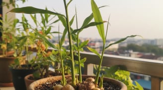 Năm Bính Ngọ nên trồng 3 cây gia vị này trong nhà: Vừa tiện dùng mỗi ngày, vừa kích hoạt vận khí tốt
