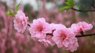 Trắc nghiệm tâm lý: Chọn một loài hoa Tết bạn thích nhất để khám phá vận may và tài lộc năm mới của bạn