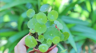 Loài cây nhỏ xinh, giúp tăng tài vận, xinh đẹp khiến nhiều người muốn sở hữu