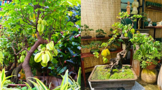 Người thuộc 2 mệnh này, đầu năm trồng Cây Khế, cả năm tài lộc no đủ