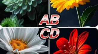 Trắc nghiệm: Chọn một loài hoa để khám phá điều tốt lành đến với gia đình bạn sau Tết Nguyên đán