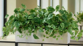 Loại cây được ví như “máy lọc không khí tự nhiên”: Sau Tết đặt trong nhà giúp tăng vượng khí, hút tài lộc