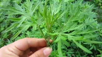 4 loại cây quen thuộc ai cũng biết, là dược liệu quý, giúp xua đuổi tà khí, mang sinh khí và bình an