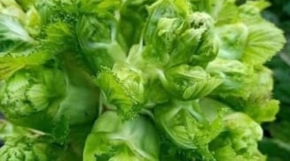 Loại rau “vàng” sau Tết vào mùa ngon nhất: Giúp ruột khỏe, giải độc, kháng viêm, chợ Việt bán đầy