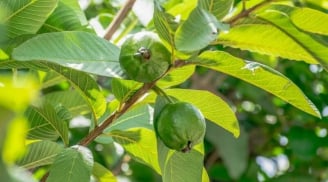 Lá ổi – nguyên liệu dân gian hỗ trợ cải thiện mụn, thâm và lão hóa da