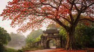 Hoa gạo nở đỏ rực trời xuân nhưng vì sao người xưa lại sợ trồng cây hoa gạo trước nhà?