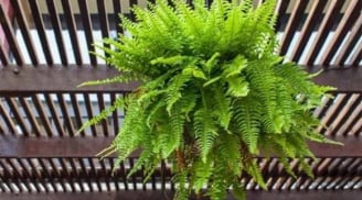 Loại cây được ví như “máy lọc không khí tự nhiên”: Sau Tết đặt trong nhà giúp tăng vượng khí, kinh doanh phát đạt