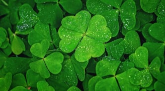 Trắc nghiệm: Bạn thành công nhờ nỗ lực hay may mắn? Làm bài test để biết ngay