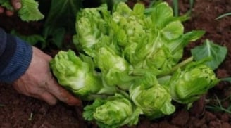 Việt Nam có 4 loại rau đắt hơn cả thịt cá, muốn mua cũng không phải lúc nào cũng có