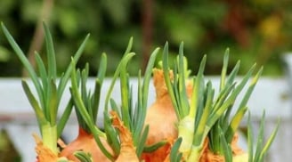 Gừng, hành, tỏi mọc mầm có ăn được không? Cảnh báo nguy cơ mùa nồm ẩm nhiều người bỏ qua