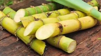 Ít ai biết loại cây quen thuộc này lại có tác dụng giúp dưỡng gan, bổ thận