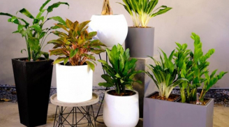 Trắc nghiệm tâm lý: Chọn một chiếc cây để khám phá bạn có tố chất làm giàu hay không